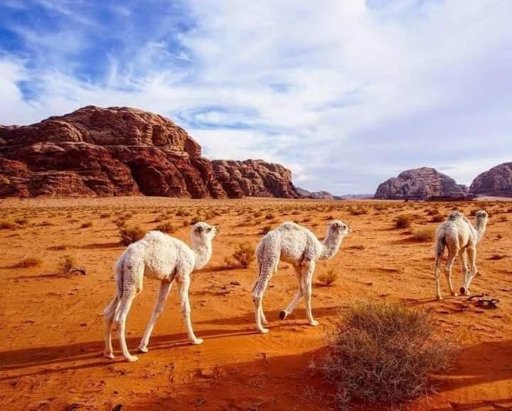 Enad Desert Camp Wadi Rum Exterior photo